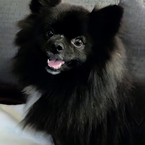 Meet your Posher, Clarissa - Picture 4 of 4